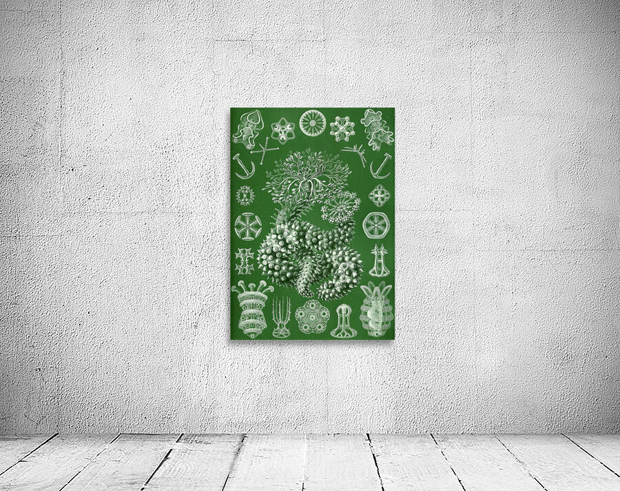 51 haeckel thuroidea Wall Preview