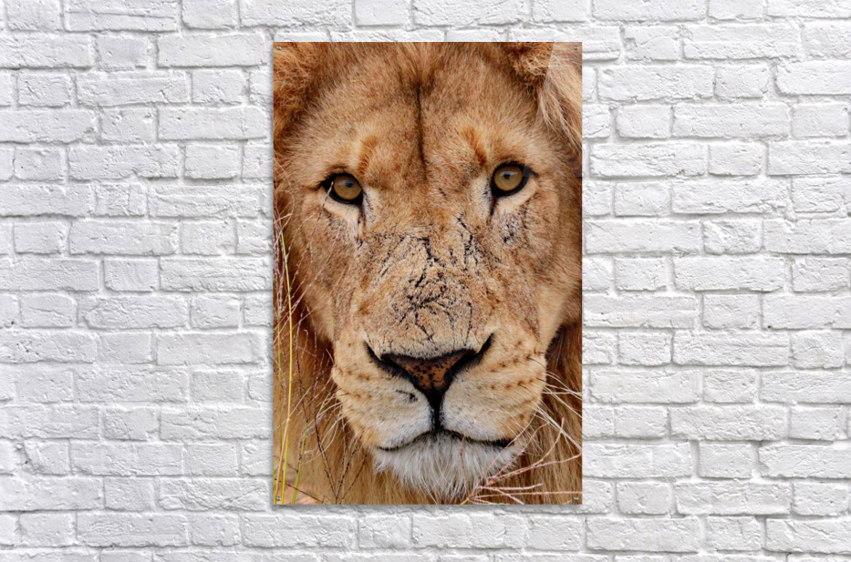 Quadro Su Tela Artdepot 'Close Up Of A Lion Face' - Stampa Artistica Formato A1 (52x77 Cm) Su Tela Di Cotone 380g, Kit Appendino Incluso