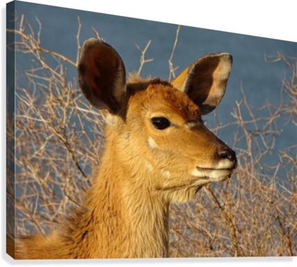 Young Nyala female 127 Canvas Print