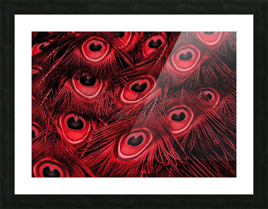 Peacock Feather black red Picture Frame print