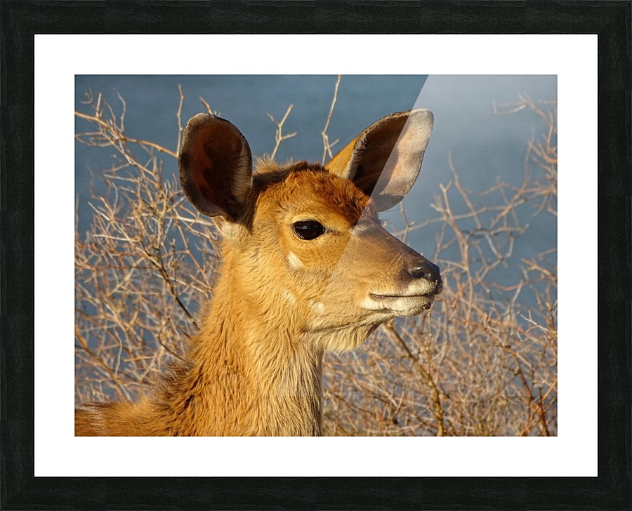 Young Nyala female 127 Picture Frame print