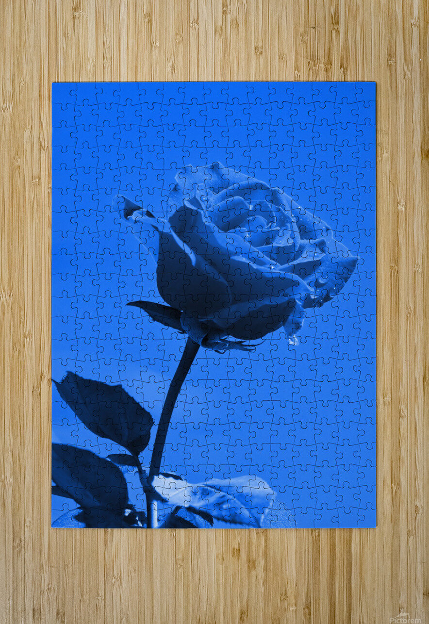 Love Rose blue 8665 by Thula-Photography Wall Art