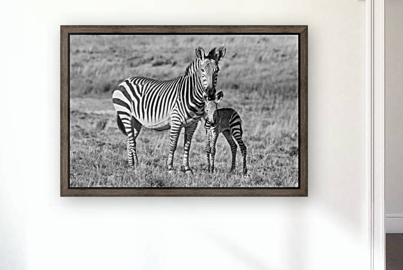 Zebra Mother with Baby 6842 b+w by Thula-Photography