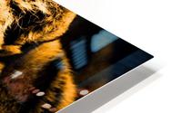 Tiger pop gold HD Metal print