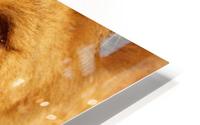 Lion Eyes  HD Metal print
