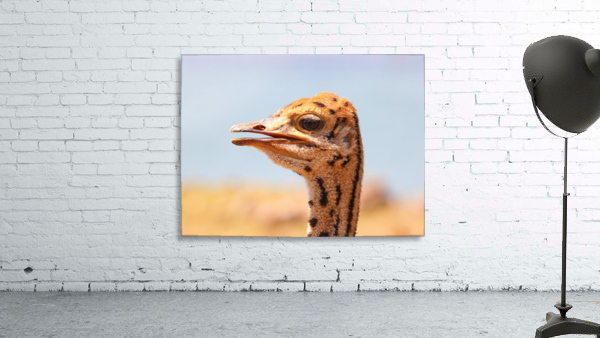 Baby Ostrich 5378 Wall Preview