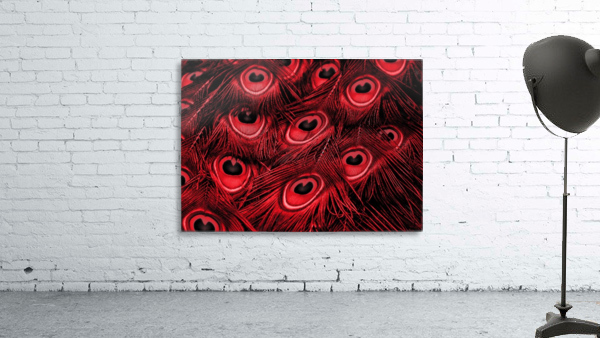 Peacock Feather black red Wall Preview