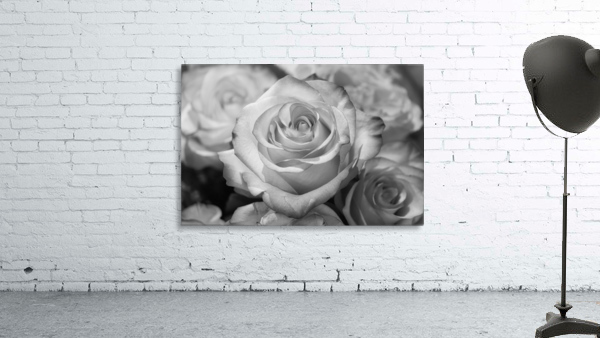 Roses b+w Wall Preview