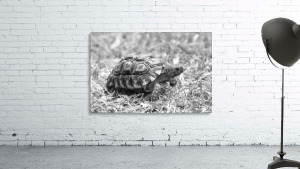 Leopard Mountain Tortoise 5072 b+w Wall Preview