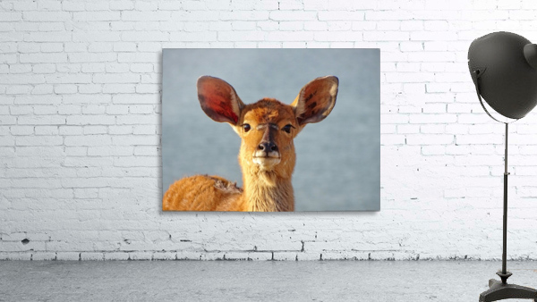 Young Nyala female 98 Wall Preview