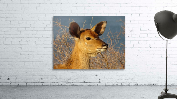 Young Nyala female 127 Wall Preview