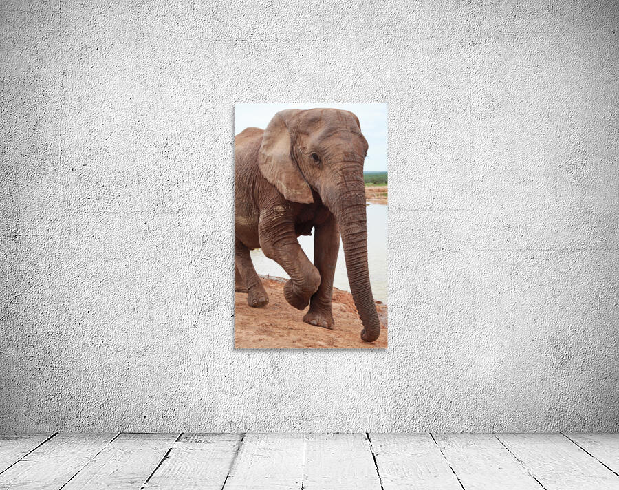 Elephant Portrait 699 Wall Preview