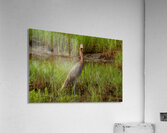  MG 9018 Acrylic Print