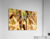  MG 8718 Acrylic Print