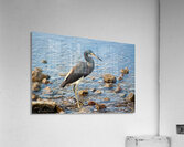  MG 8934 Acrylic Print