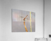  MG 8769 Acrylic Print