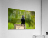  MG 9068 Acrylic Print