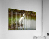  MG 9013 Acrylic Print