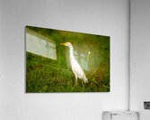  MG 8484 Acrylic Print