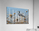  MG 8926 Acrylic Print