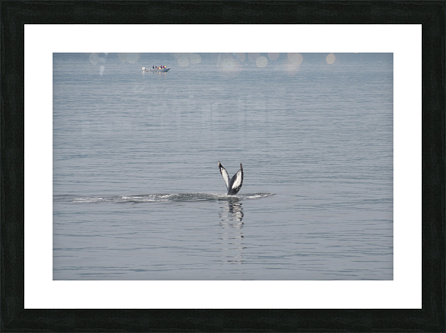Baleine_5 Picture Frame print