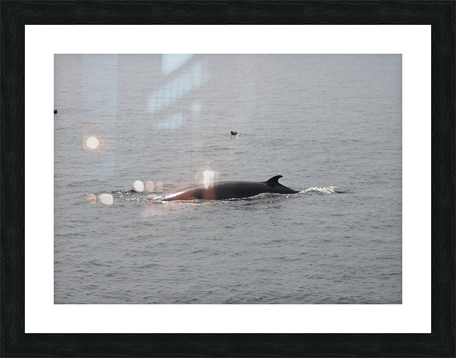 Baleine_4 Picture Frame print