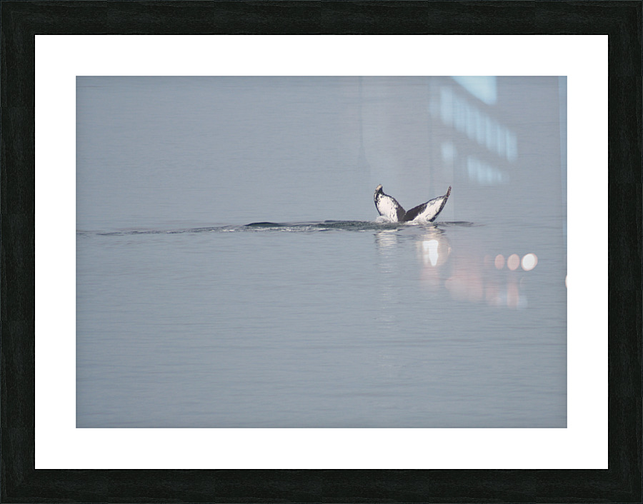 Baleine_3 Picture Frame print