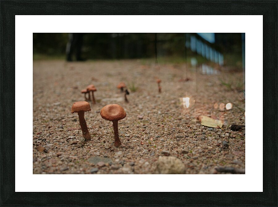 Mushrooms Picture Frame print