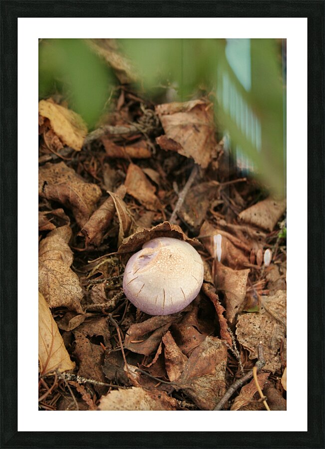 Mushrooms Picture Frame print