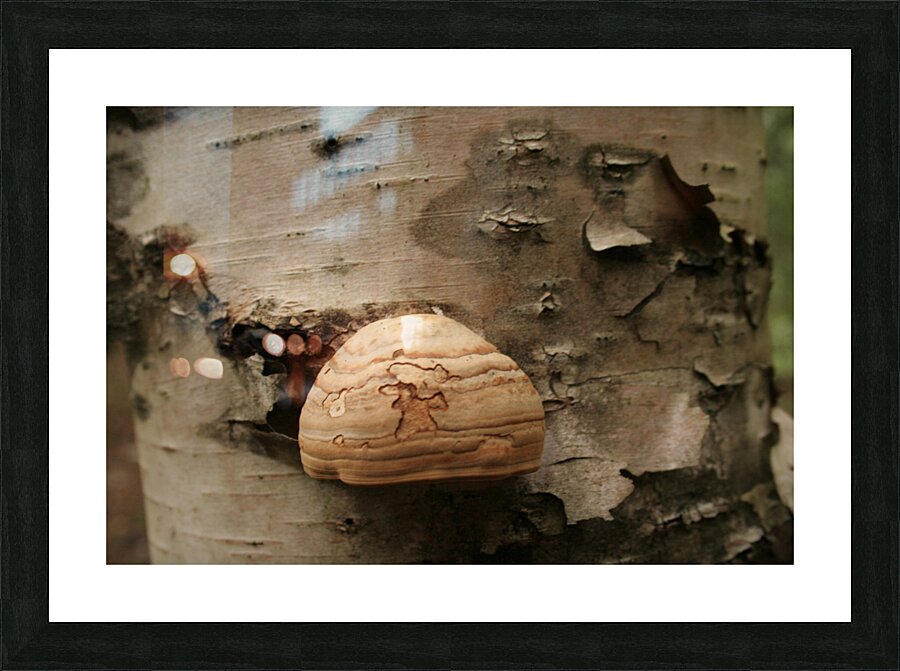 Mushrooms Picture Frame print