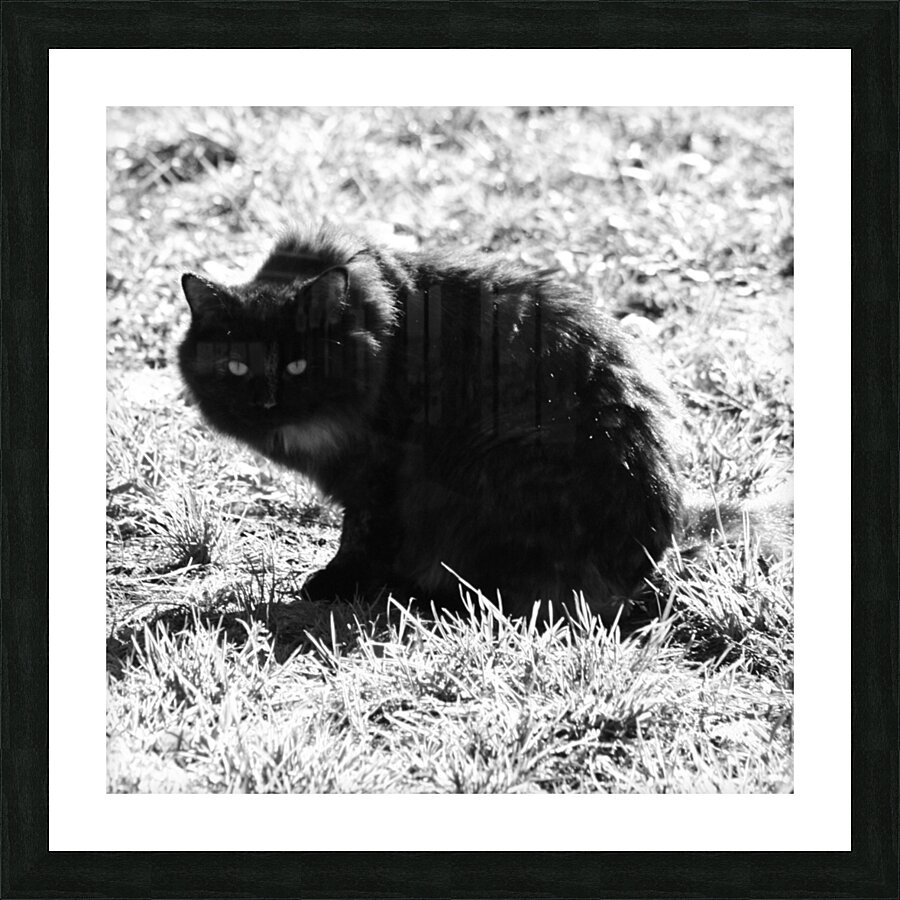 Katt-2 Picture Frame print