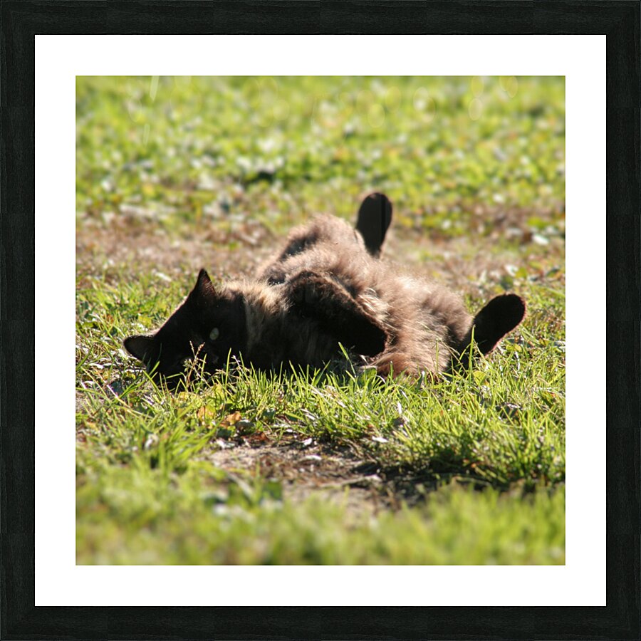 Katt-1 Picture Frame print