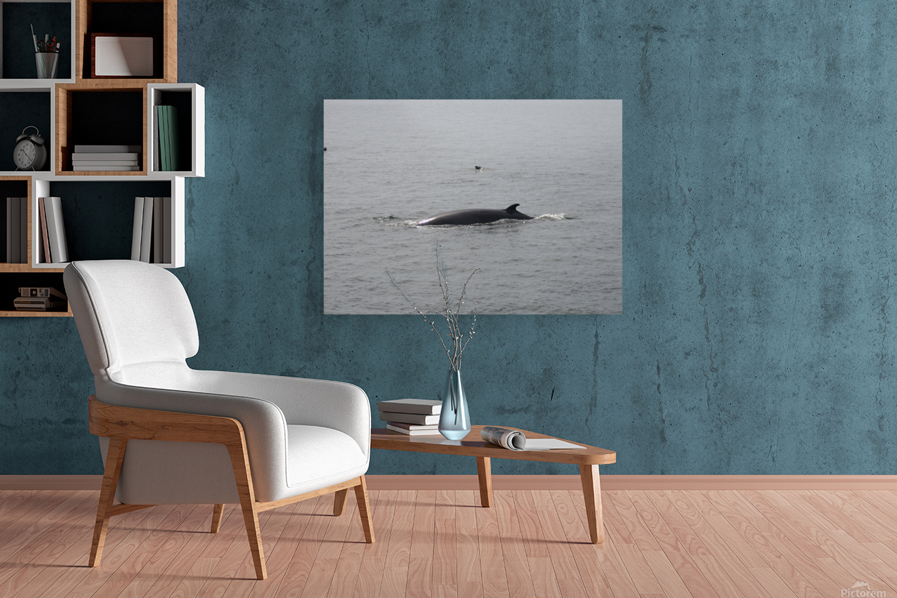 Baleine_4 Reproduction