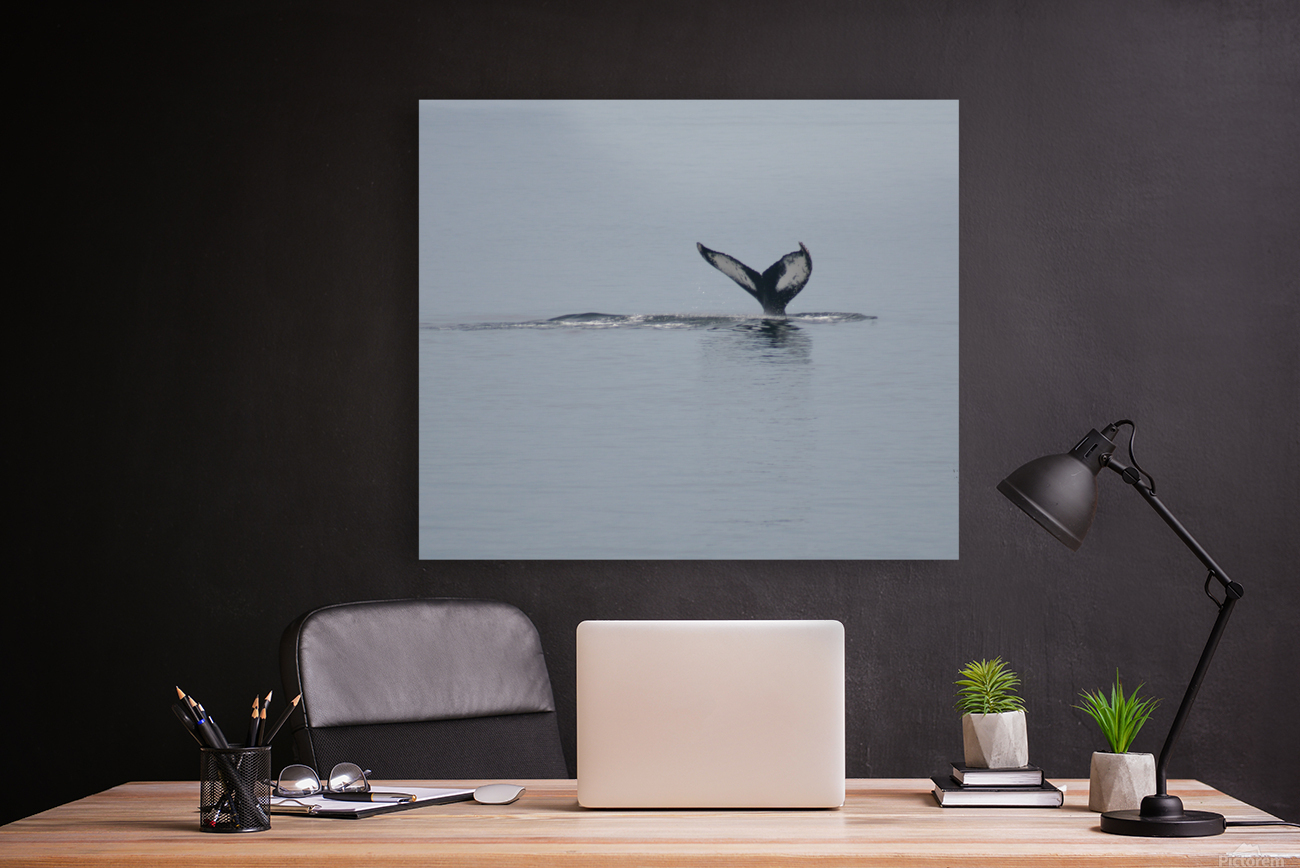 Baleine_2 Reproduction