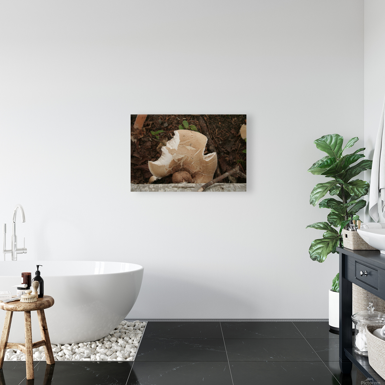 Mushrooms Reproduction