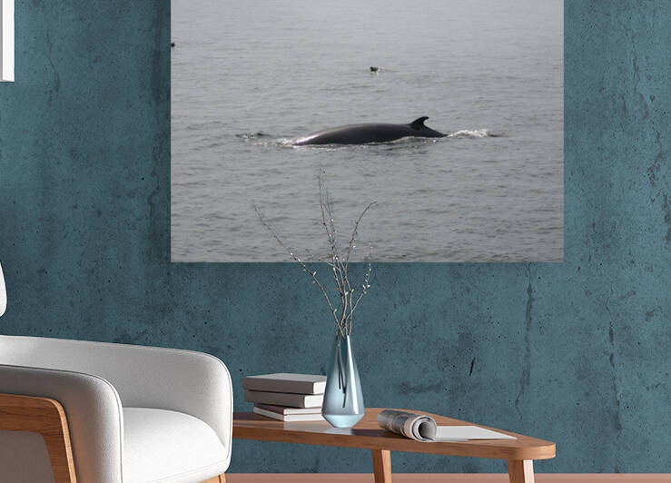 Baleine_4 by KB