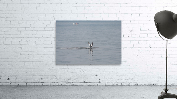 Baleine_5 Wall Preview