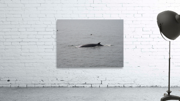 Baleine_4 Wall Preview
