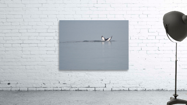 Baleine_3 Wall Preview