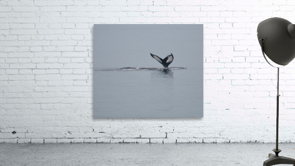 Baleine_2 Wall Preview