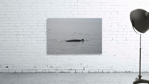 Baleine_1 Wall Preview