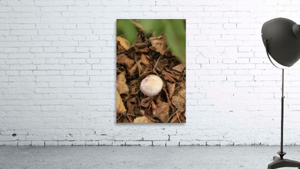 Mushrooms Wall Preview