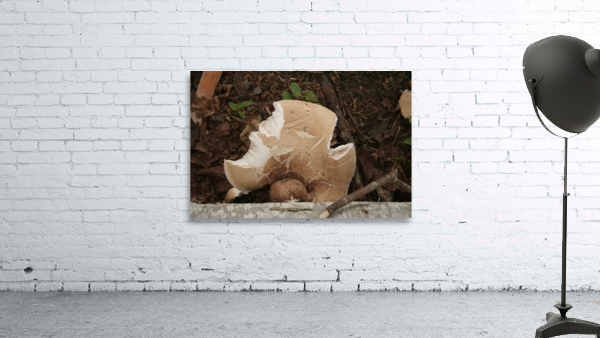 Mushrooms Wall Preview