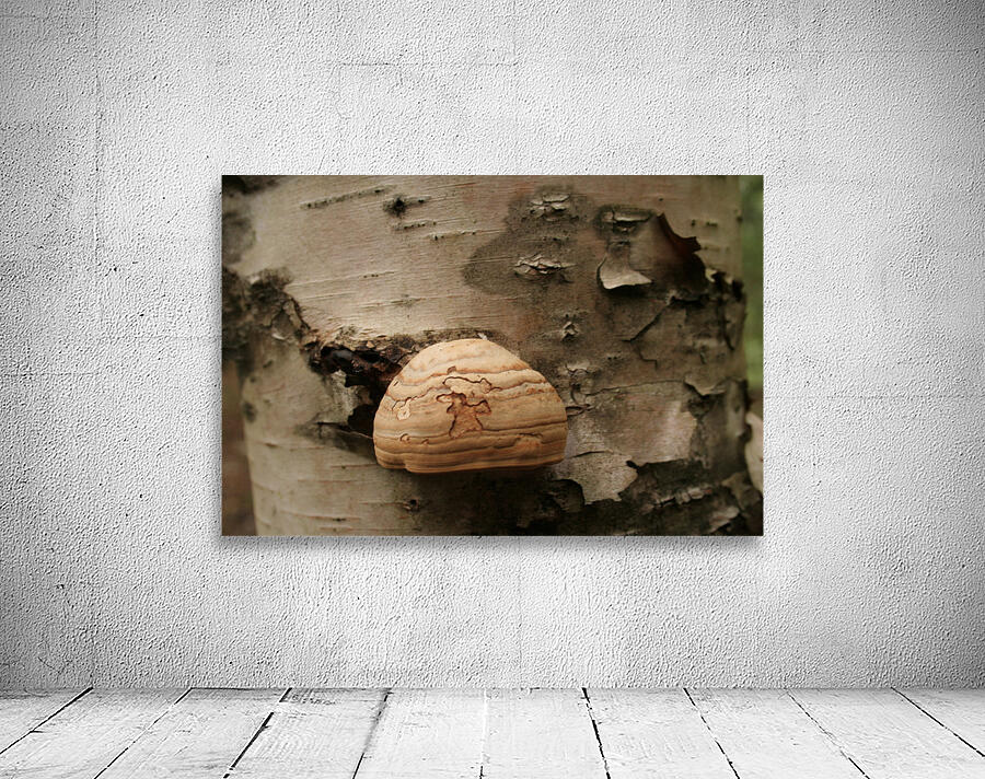 Mushrooms Wall Preview