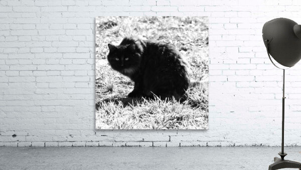 Katt-2 Wall Preview