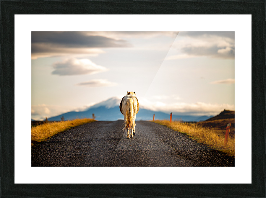 Icelandic Horse Picture Frame print