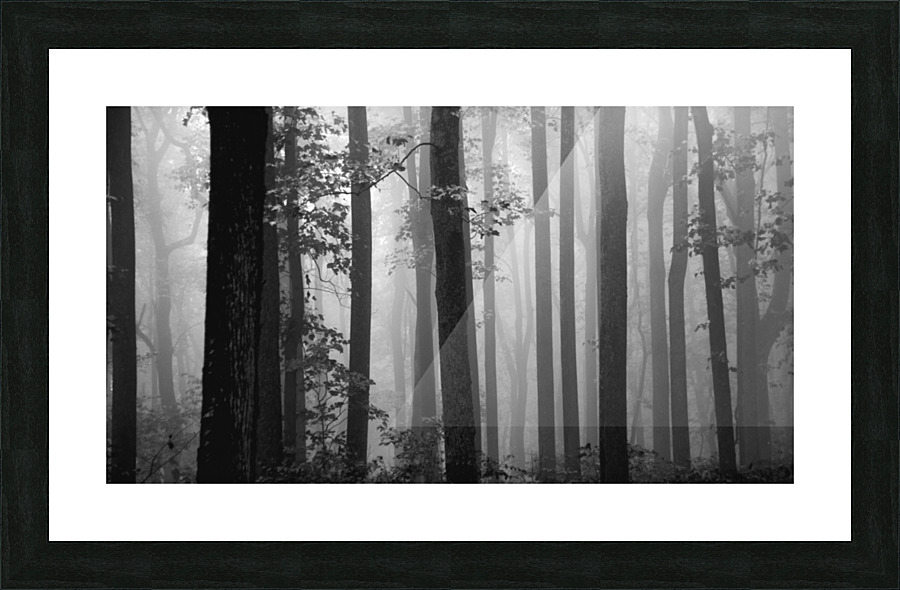 Foggy Woods Picture Frame print