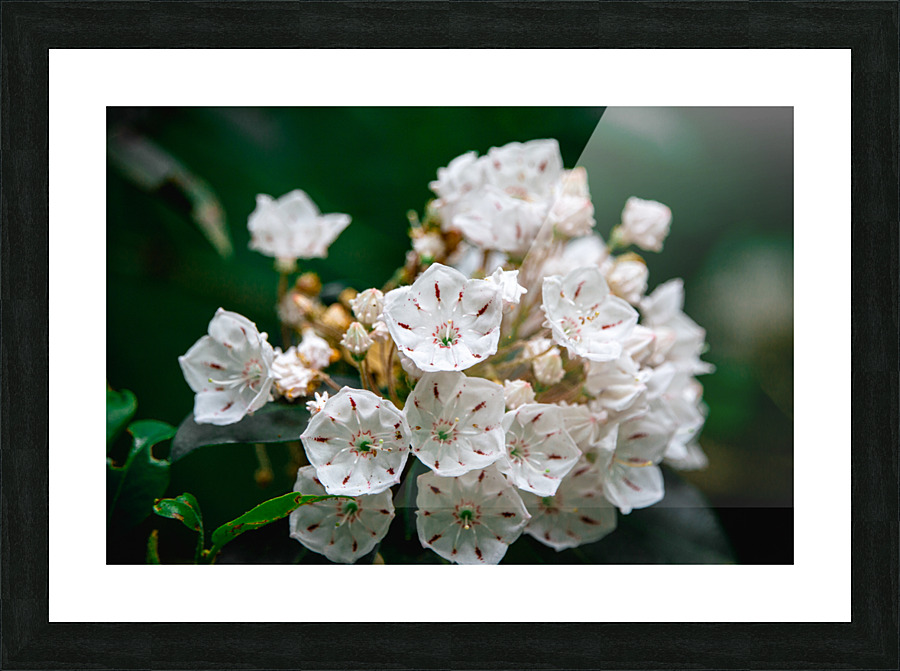 White Flowers Picture Frame print