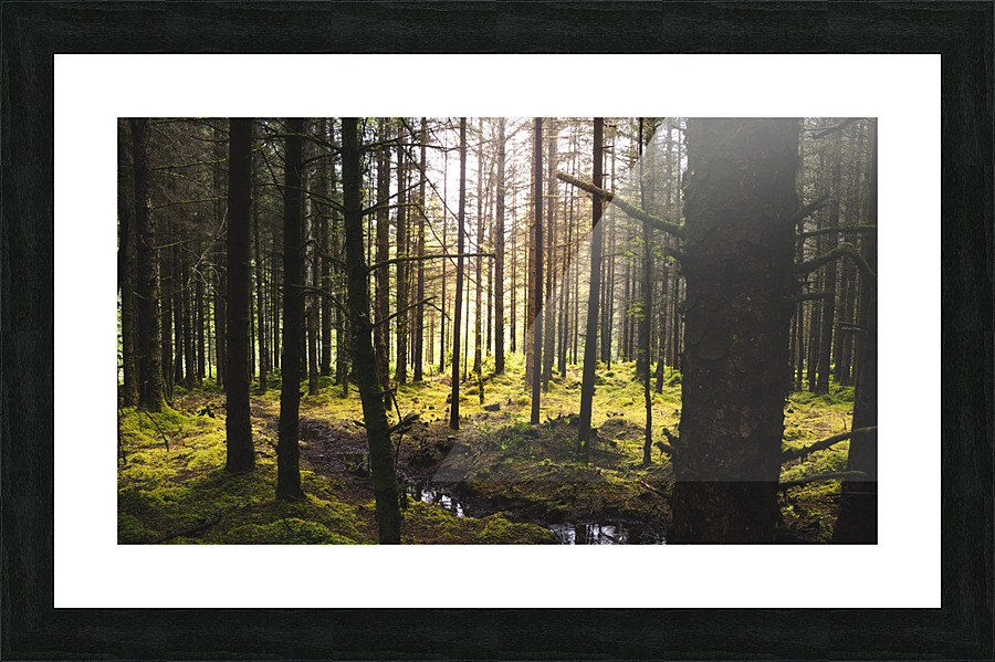 Mossy Forest Picture Frame print