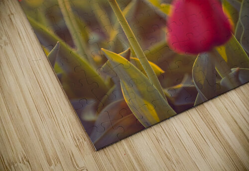 Tulips in DC Jonathan Copenhaver puzzle